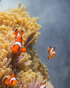 Amazing Andaman Tour Package