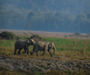 Jim Corbett Tour Package