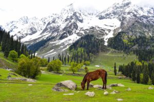 Kashmir Super Saver Package