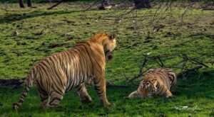 Jaipur & Ranthambore Tour Package