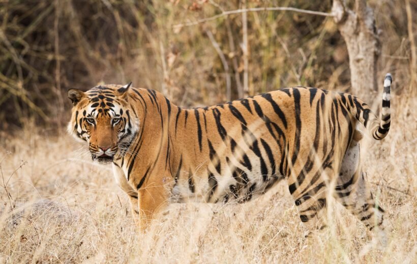 Khajuraho Orchha & Panna Tiger Reserve