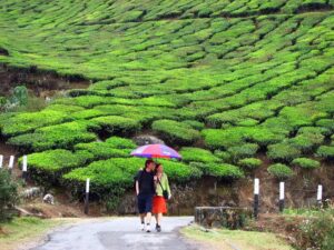 Romantic Gateway To Munnar